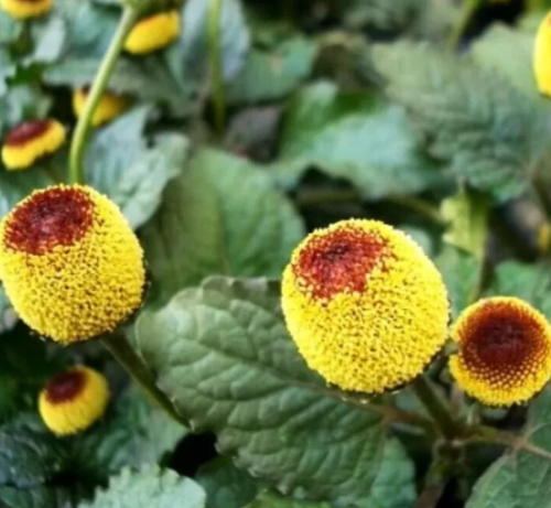Paracress Herb Seeds
