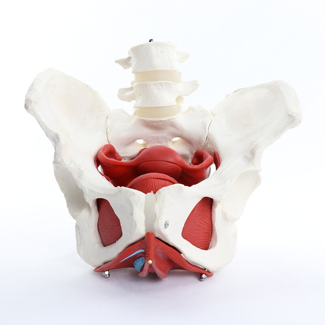 Anatomical Chart Company Composite Pelvis And Pelvic Floor For