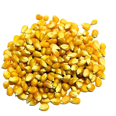 CORNFIT Popcornmais 1000g (süß)