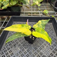 Philodendron Domesticum, Exact Plant Variegated Ships Nationwide