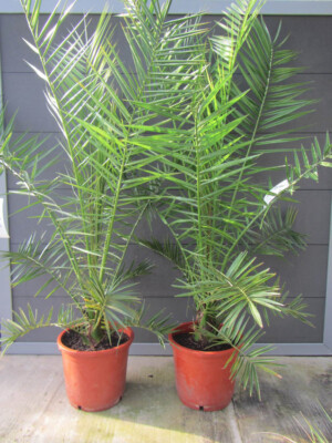Phoenix canariensis - Kanarische Dattelpalme - Pflanzen 160-190cm bis -5C  Frost | eBay