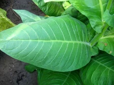 1000 NB 11 Tobacco Seeds ~ Burley Type Heirloom Non-GMO Nicotiana Tabacum