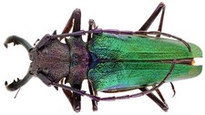 Psalidognathus for collectors | rare Psalidognathus beetles