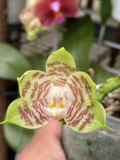Original Phal Phalaenopsis Yang Yang Golden Parrot-FRAGRANT