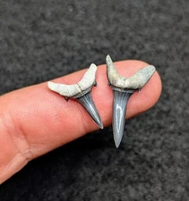 Incredible Razor Sharp Pair Of Sand Tiger Shark Teeth From BV Florida