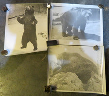  Qty-3 Vintage 8/10 B W Bear Photographs bookcase 