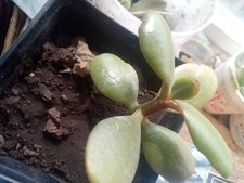 3" jade plants
