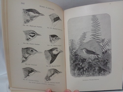 1900 Birds of Eastern North American Ornithology Chapman Illustrated Plates - Picture 19 of 19
