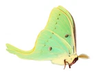 LEPIDOPTERA, SATURNIIDAE, ACTIAS LUNA from USA