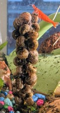 Live Ramshorn Snails Freshwater Aquarium Clean Up Crew Algae Eater Pack Of 5