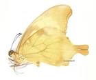 Unmounted Butterfly/Papilionidae - Papilio nobilis crippsianus, male, A-