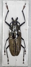 Xixuthrus for collectors | rare and large Xixuthrus
