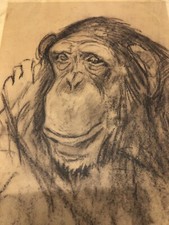 Scimmia Paulo Ghiglia