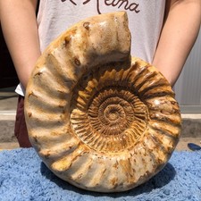 12.7LB Whole natural ammonite fossil conch crystal specimen Healing