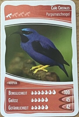Ozeanien 10 EINZEL SAMMELKARTE 037/108 CANO CRISTALES Purpurnaschvogel