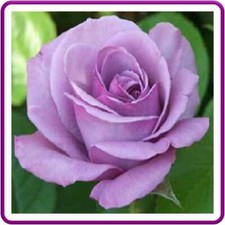 30 Custom Lavender Rose Personalized Address Labels