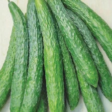 50+ Cucumber Cross Seeds -- Dragon Suhyo -- Japanese / Asian Cucumber ----- RARE
