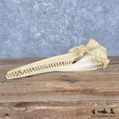 #27005 WC | Reproduction Amazon River Dolphin Skull For Sale