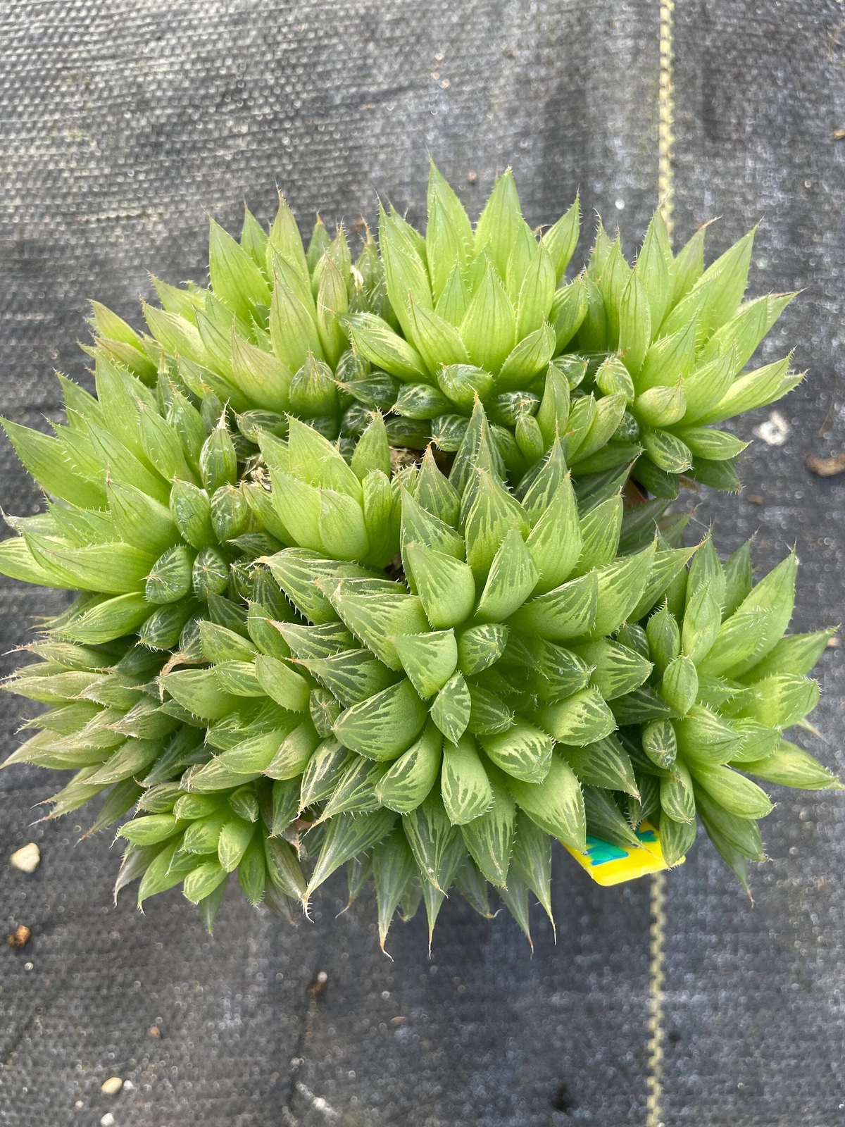 Haworthia Cooperi var Cooperi W/ Multiple Heads, Huge / Oversized in 3.5" Pot!