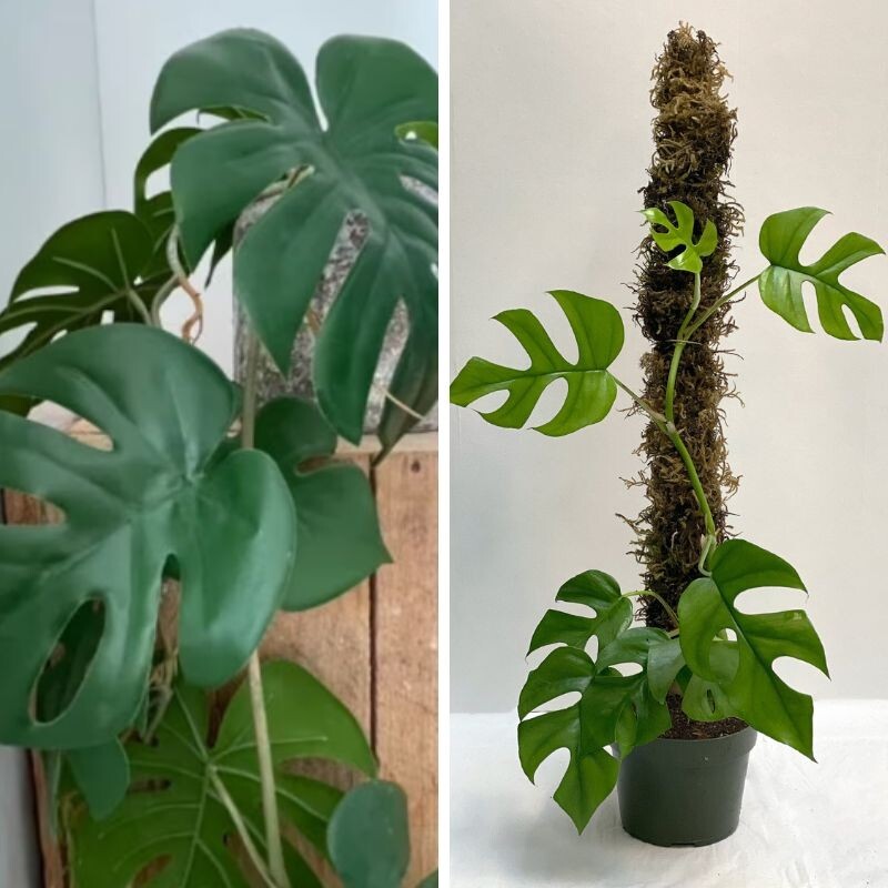 Monstera Deliciosa Mosspole Cutting Rooted Variegated Epipremnum Live Rooted