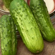 Cucumber Seeds,  Boston Pickling Cucumber Seeds, "COOL BEANS N SPROUTS" Brand. H
