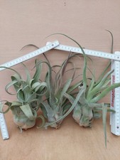 Tillandsia streptophylla,  XL, wurzelnackt, sehr kräftige Pflanzen