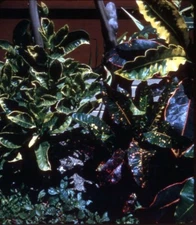 Vintage Stereo Realist Photo 3D Slide CROTON BED FLORAL JAMAICA 1957 02