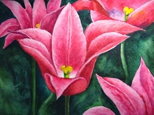 Watercolor Painting Pink Flowers Tulip Nature Garden Farm 5x7 Art  