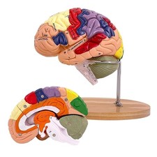 Human Brain Model Anatomy 2X Life Size 4-Part Detachable Frontal Lobe and Brain