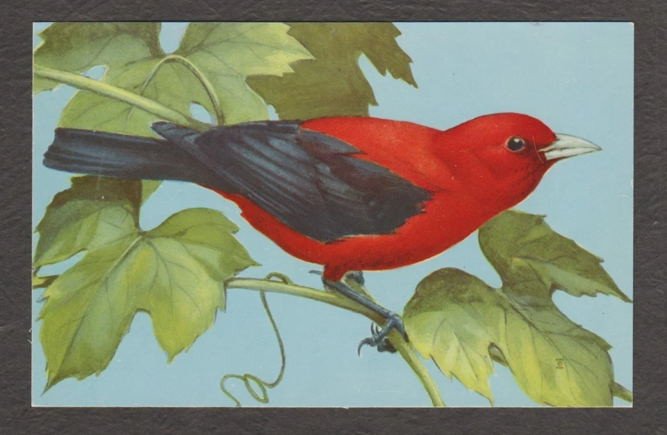U.S. - TWO MINT BIRD POST CARDS - - Image 3 of 4