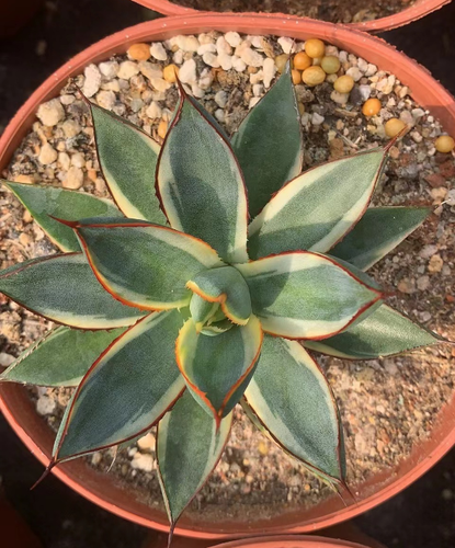 Agave Bruciata Borgogna Variegata Agavaceae Succulente Casa Giardino 8-10CM - Foto 7 di 11