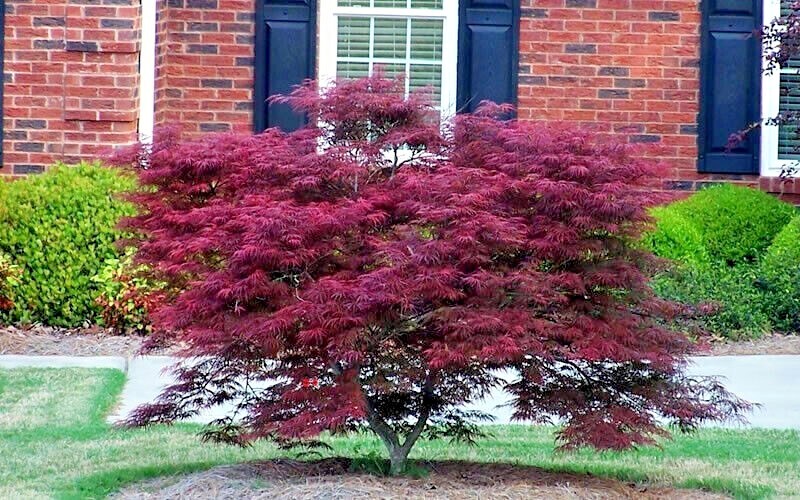 5 DWARF Japanese Red Linear Leaf Maple Tree Seeds Acer