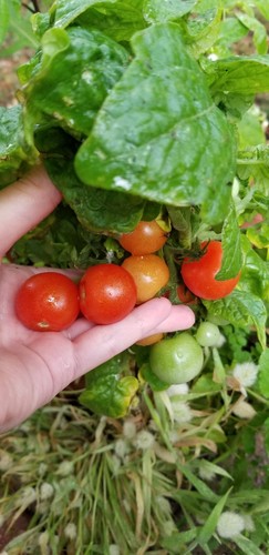 Vilma Micro Dwarf Tomato Seeds Canada, Red Cherry, Potato Leaf Tomato - Picture 3 of 8