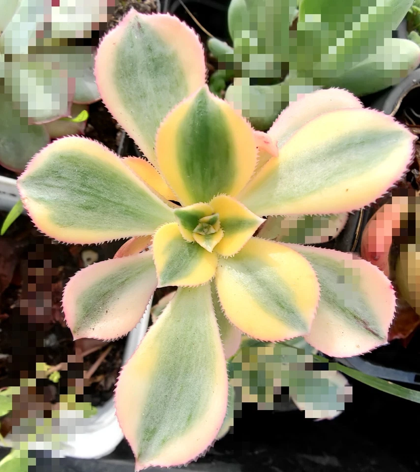 Aeonium 'Sunburst' 🏵️Cutting 6cm diameter 🏵️limited one buy - Image 2 of 3