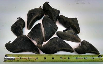 10 Elk Wapiti Hooves Toes Dews Dog Chews Treats Gnaws Antler