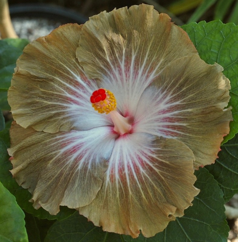 TAIWAN SHADOW OF MERCURY Tropical Hibiscus -- Plant in 4.5" pot