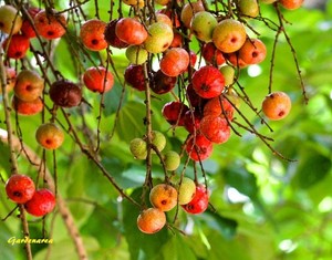 550 Graines Cluster Fig Ficus Racemosa Indian Fig Tree Seeds