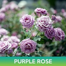 Purple Rose Seeds