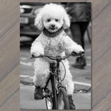 8.5x11"  White Poodle Riding Bike Bicycle Funny Cute Strange Dog Weird Puppy Fun