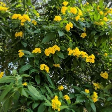 Tecoma Stans YELLOW BELLS 100 seeds