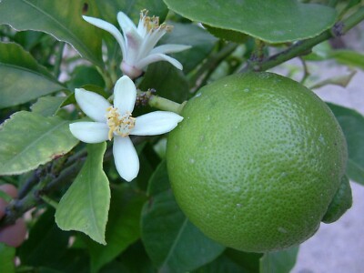 Cay Chanh Citrus LIME LEMON Tree plant ning meng 拧檬 เลมอน 레몬