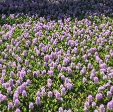 15 Large XXL 24" 28" Water Hyacinth Floating Plant Koi Pond Live Fish Aquatic