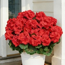 Geranium Artificial Flowers for Outdoors Spring UV Resistant Silk Geranium Re...