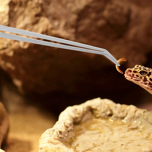 2 Pcs Animal Feeding Tweezers Reptile Tank Accessories Lizard Pet Tools - Zdjęcie 8 z 12