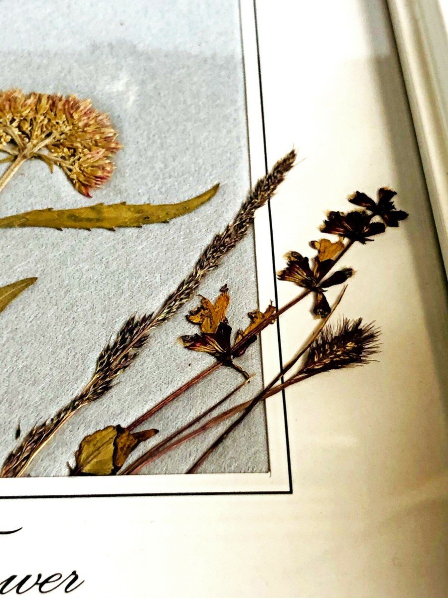 銅版画「Dry Flower」 Dragonflies and Flowers - Rakusan Tsuchiya - Japanese Prints