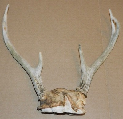 Old Whitetail Deer Antlers Horns 5 points