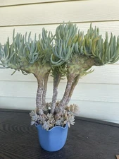 Mermaid Tail Tree  (Crested Senecio Vitalis)Succulent Live  Plant