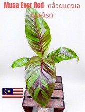 Musa Ever Red