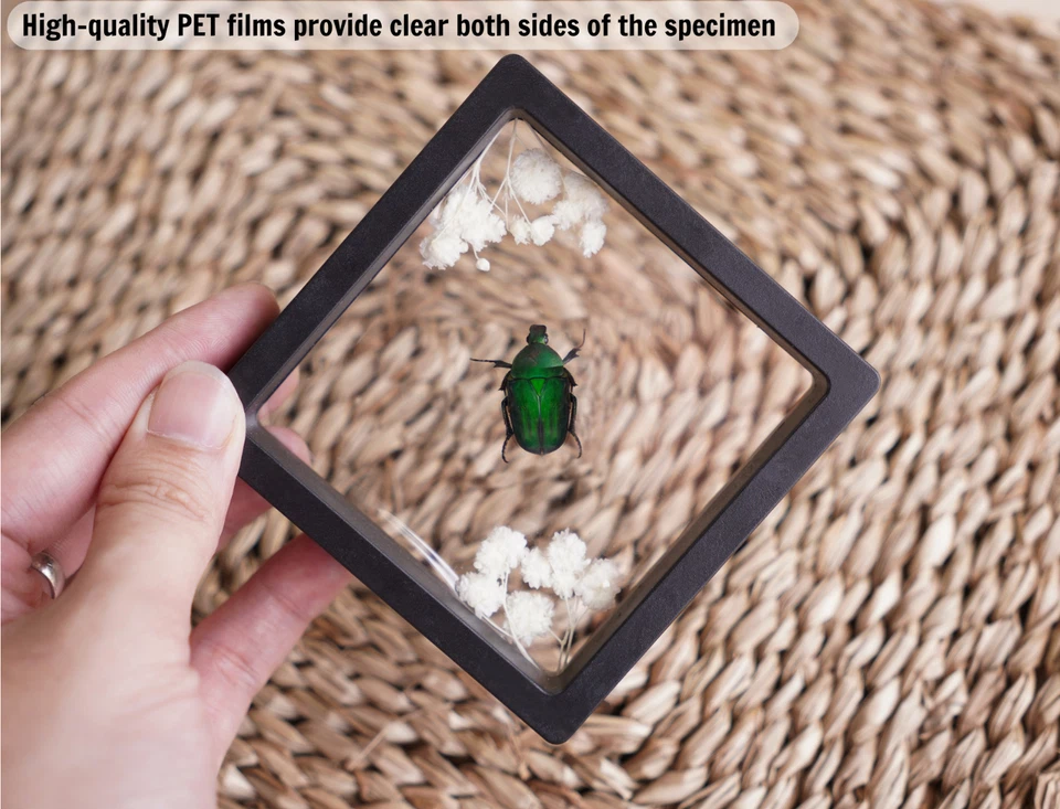 Real Clear Wings Dragonfly Framed Insect Bug Taxidermy Enotomology Decor - Image 3 of 4