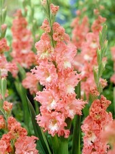 10 - GLADIOLUS CORAL CRUSH Flower Bulbs  Eye Catching  U S Seller